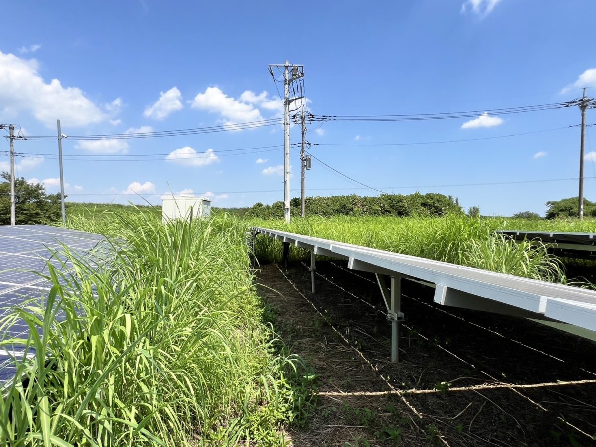 太陽光発電所の雑草対策